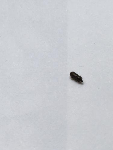 Cossoninae